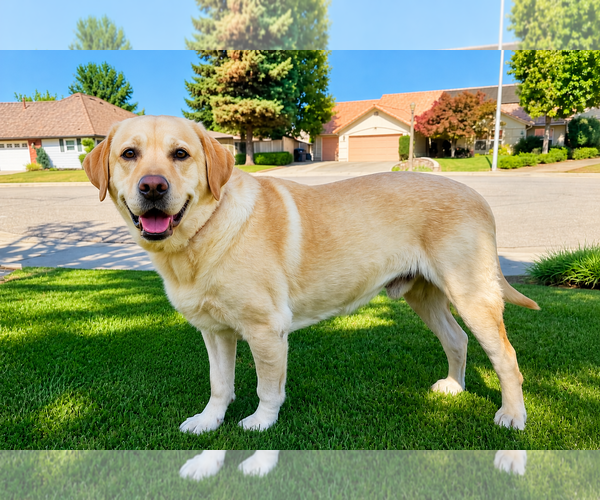Medium Photo #4 Labrador Retriever Puppy For Sale in Clovis, CA, USA