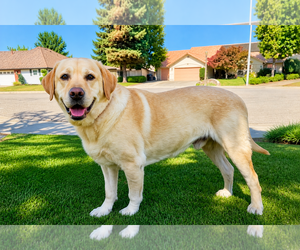 Atticus Finch - Male Labrador Retriever Dog for Adoption - Photo #4