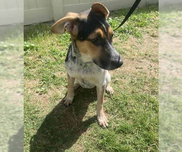 Medium Photo #3 Mutt Puppy For Sale in San Antonio, TX, USA