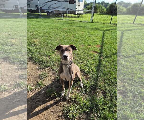 Medium Photo #30 Mountain Cur-Unknown Mix Puppy For Sale in Holly Springs, NC, USA