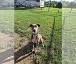 Small #29 Mountain Cur Mix