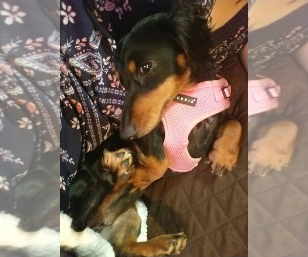 Medium Photo #10 Dachshund Puppy For Sale in San Antonio, TX, USA
