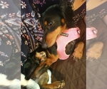 Small #9 Dachshund