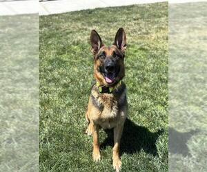 German Shepherd Dog-Unknown Mix Dogs for adoption in Elk Grove, CA, USA