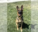 Small German Shepherd Dog Mix