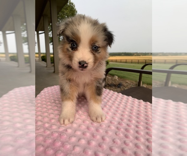 Medium Photo #5 Australian Shepherd Puppy For Sale in SCOTT CITY, MO, USA