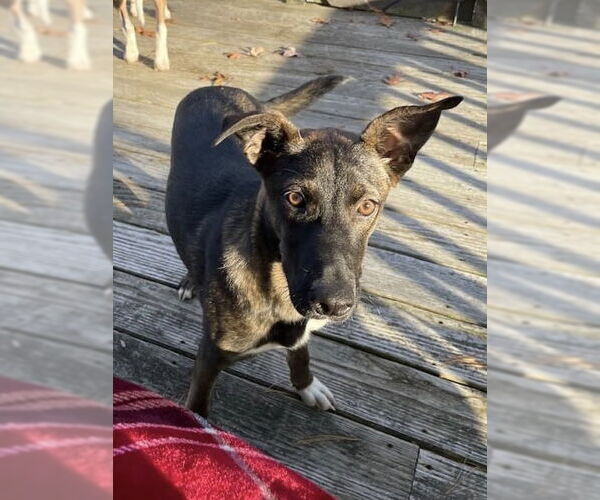 Medium Photo #27 Mutt Puppy For Sale in Wakefield, RI, USA