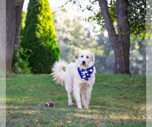 Great Pyrenees-Unknown Mix Dogs for adoption in Unionville, PA, USA