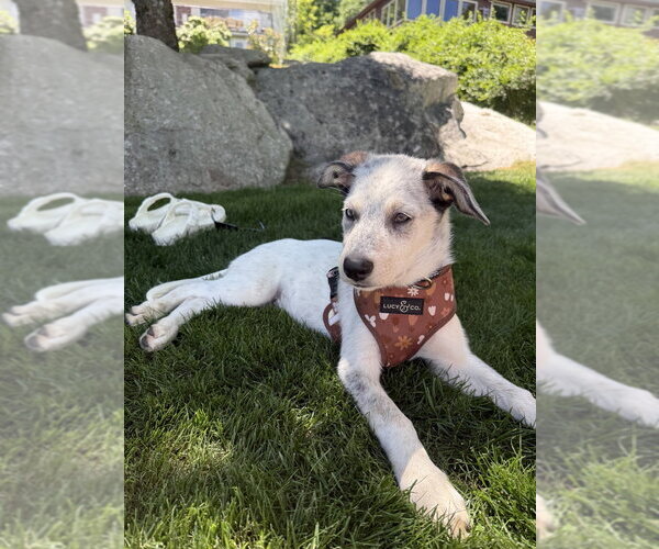 Medium Photo #8 Australian Shepherd Puppy For Sale in Brewster, NY, USA