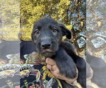 Small #3 Mutt