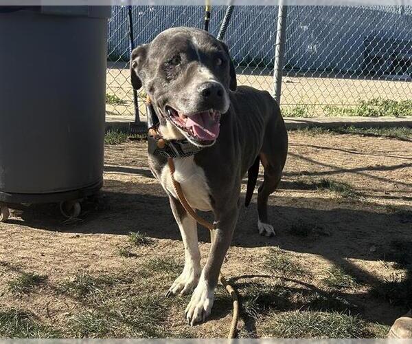 Medium Photo #1 Mutt Puppy For Sale in Bakersfield, CA, USA