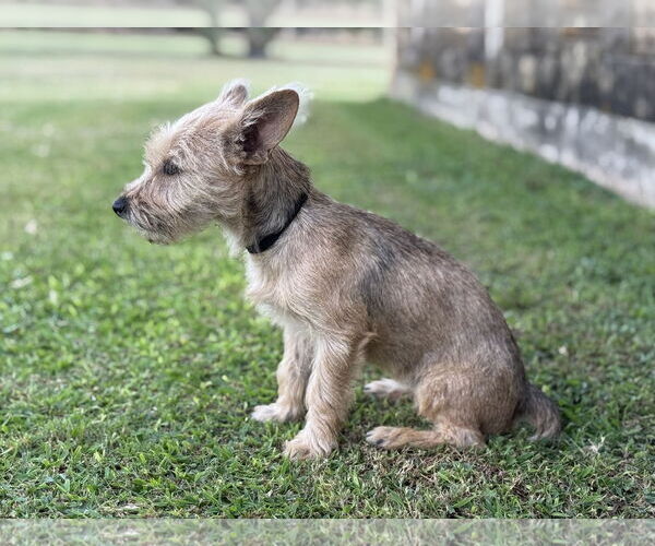 Medium Photo #6 Mutt Puppy For Sale in PIPE CREEK, TX, USA