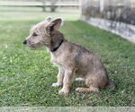 Small #5 Mutt