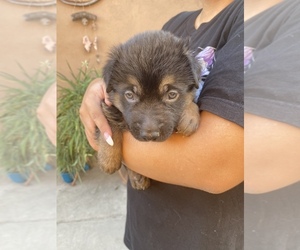 Shepweiller Puppy for sale in DOWNEY, CA, USA