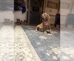 Small #14 Rhodesian Ridgeback