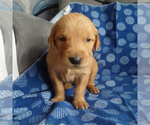 Puppy 2 Golden Retriever