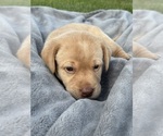 Small Photo #16 Labrador Retriever Puppy For Sale in FREDERICKSBG, OH, USA