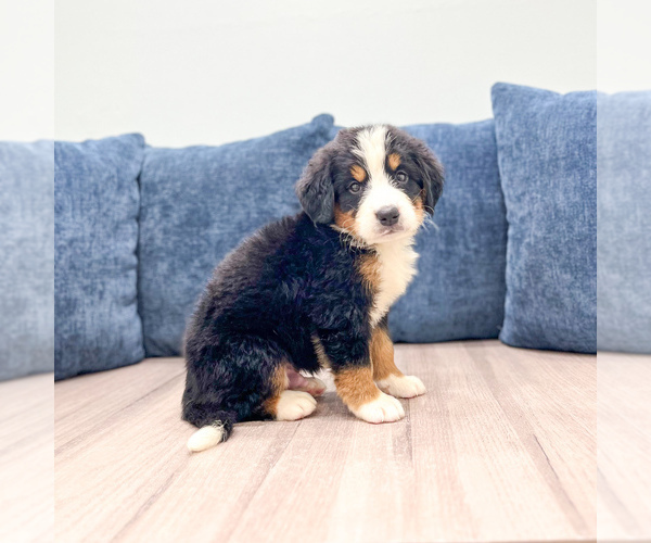 Medium Photo #2 Bernese Mountain Dog Puppy For Sale in DUNDEE, OH, USA