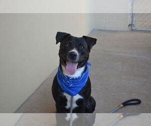 Labrador Retriever-Unknown Mix Dogs for adoption in McKinney, TX, USA