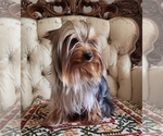 Small Photo #1 Yorkshire Terrier Puppy For Sale in WINSTON SALEM, NC, USA