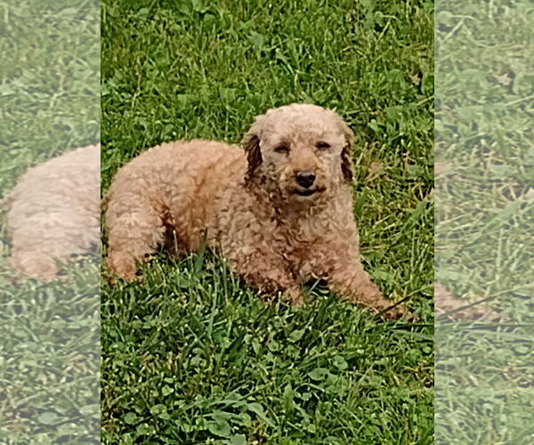 Medium Photo #1 Poodle (Miniature) Puppy For Sale in Wheaton, IL, USA
