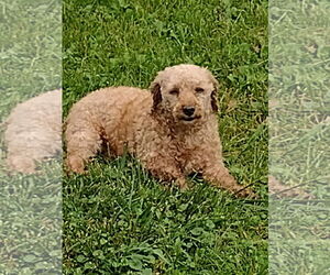 Poodle (Miniature) Dogs for adoption in Wheaton, IL, USA