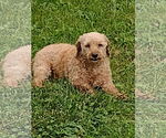 Small Poodle (Miniature)