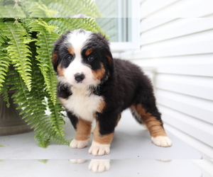 Bernese Mountain Dog Puppy for sale in SHILOH, OH, USA