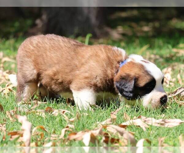 Medium Photo #3 Saint Bernard Puppy For Sale in TURLOCK, CA, USA