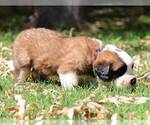 Small Photo #3 Saint Bernard Puppy For Sale in TURLOCK, CA, USA