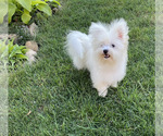 Small #1 Bichon Frise-Morkie Mix