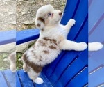 Small Photo #1 Australian Shepherd Puppy For Sale in SADIEVILLE, KY, USA