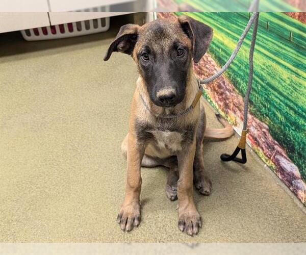 Medium Photo #1 Mutt Puppy For Sale in Moreno Valley, CA, USA