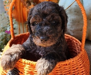 Doodle-Goldendoodle Mix Puppy for sale in WACO, TX, USA