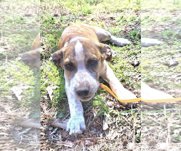 Medium Photo #4 Catahoula Leopard Dog-Unknown Mix Puppy For Sale in Rockaway, NJ, USA