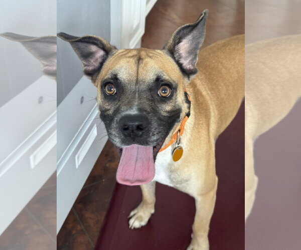 Medium Photo #8 Boxer Puppy For Sale in The Woodlands, TX, USA