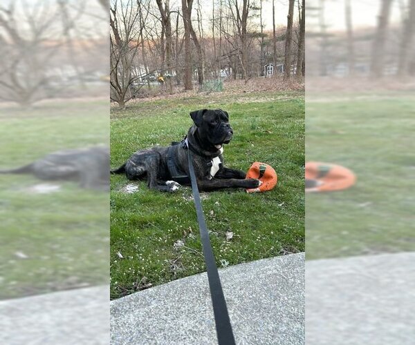 Medium Photo #2 Boxer-Mastiff Mix Puppy For Sale in Elmsford, NY, USA