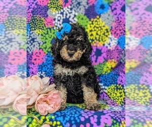 Miniature Bernedoodle-Poodle (Miniature) Mix Puppy for sale in OXFORD, PA, USA