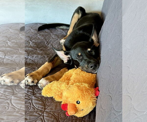 Medium Photo #12 German Shepherd Dog Puppy For Sale in Seattle, WA, USA