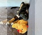 Small #11 German Shepherd Dog
