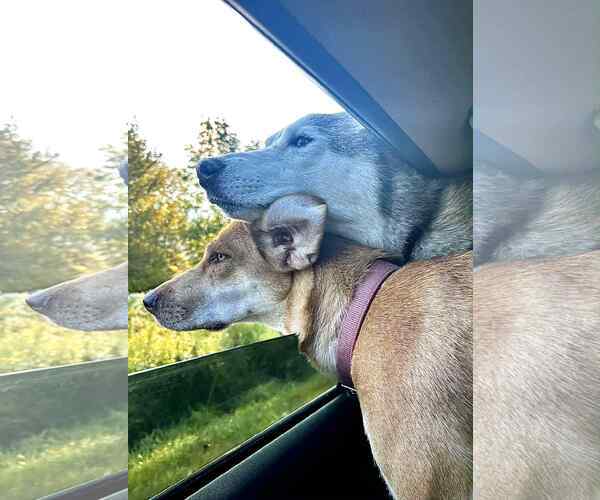 Medium Photo #12 Labrador Retriever-Redbone Coonhound Mix Puppy For Sale in Middlesex, VT, USA