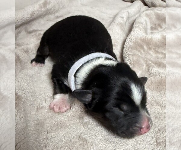 Medium Photo #1 Australian Shepherd Puppy For Sale in HENRICO, VA, USA