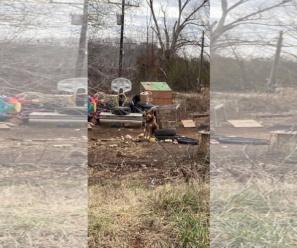 Medium Photo #5 Alaskan Malamute-Unknown Mix Puppy For Sale in Piedmont, MO, USA