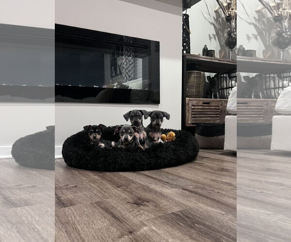 Medium Photo #2 Chihuahua-Unknown Mix Puppy For Sale in Princeton, MN, USA