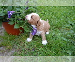 Small Photo #2 Cavapoo Puppy For Sale in GREENWOOD, WI, USA