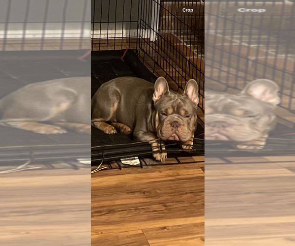Medium Photo #1 French Bulldog Puppy For Sale in LEESVILLE, LA, USA