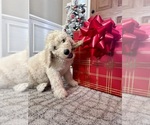 Small Photo #5 Goldendoodle Puppy For Sale in EVANS, GA, USA