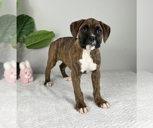 Medium Photo #7 Boxer Puppy For Sale in FRANKLIN, IN, USA