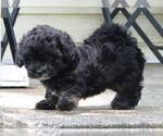 Puppy Gayla ShihPoo