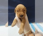 Small #2 Golden Retriever